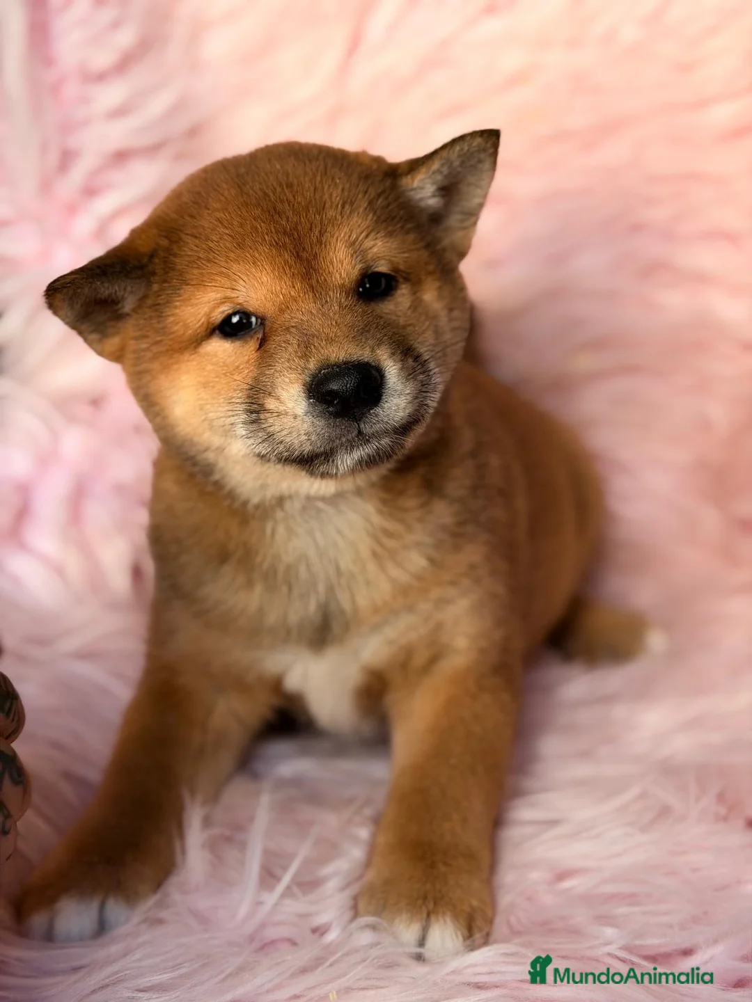 Shiba Inu perros en venta: SHIBA INU CALIDAD MACHO Y HEMBRA - Anuncio 1