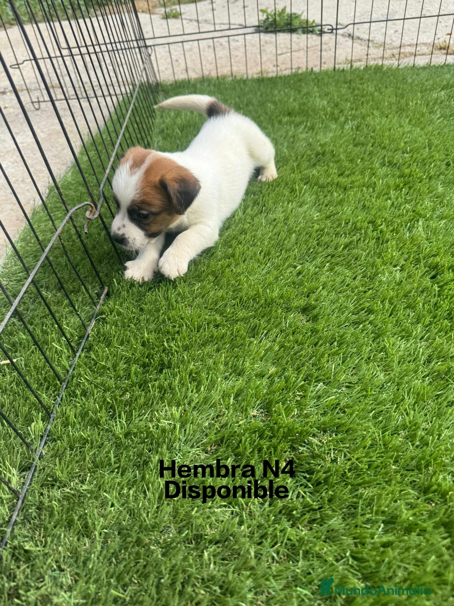 Jack Russell Terrier perros Jack Russell Pelo Corto y patitas cortas Bicolores - Anuncio 1