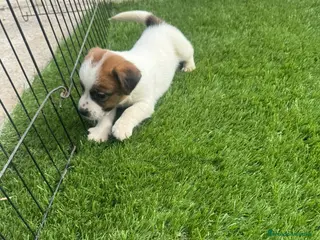 Jack Russell Terrier perros Jack Russell Pelo Corto y patitas cortas Bicolores - Anuncio 1