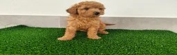 Caniche Toy perros en venta: Caniches toy - Anuncio 7