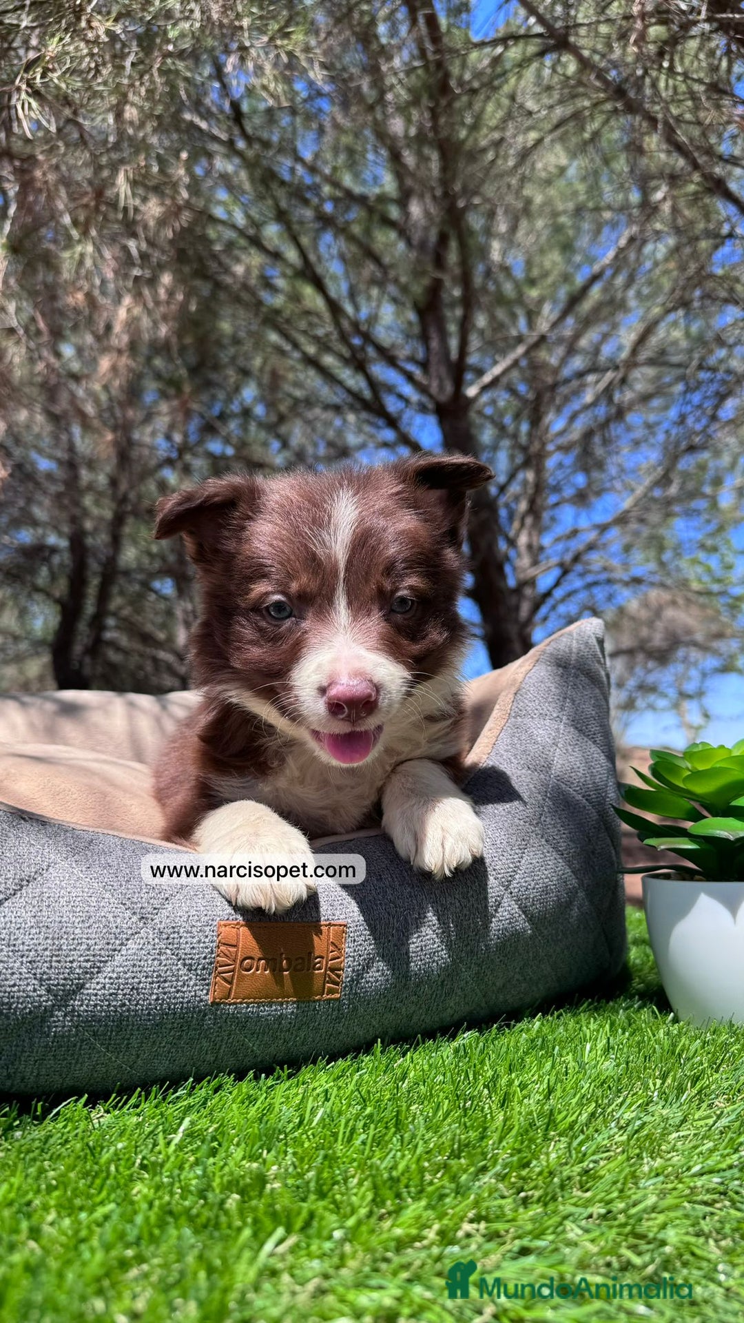 Border Collie perros en venta: INCREIBLE BORDER COLLIE CHOCOLATE - Imagen 4