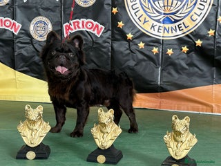 Bulldog Francés perros en Madrid - Anuncio 2