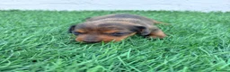 Teckel Miniatura perros en venta: Teckel Miniatura - Anuncio 18