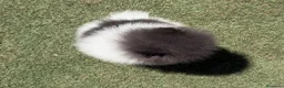 Pomerania perros en venta: Pomeranias exclusivos / alta selección  - Anuncio 4