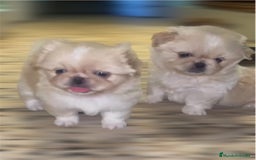 Pekinés perros en venta: PEKINES IMPERIAL HEMBRAS - Imagen 2