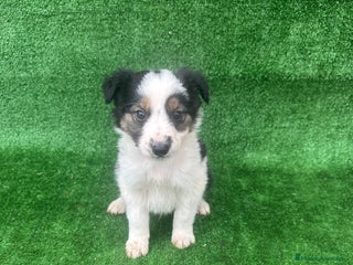 Border Collie perros Border collie - Anuncio 1