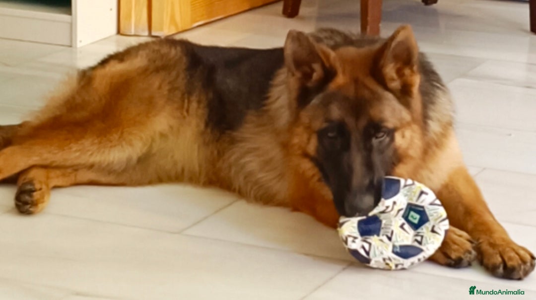 Imagen de galería {{count}}