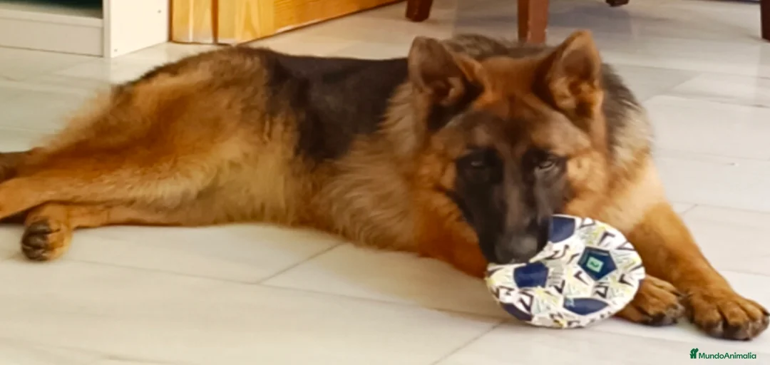 Imagen de galería {{count}}