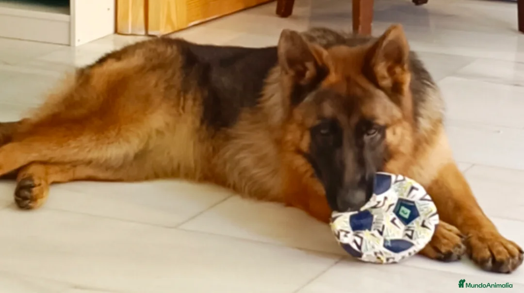 Imagen de galería {{count}}