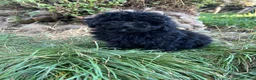 Caniche Toy perros en venta: Caniche apricot y caniche negro disponibles  - Anuncio 5