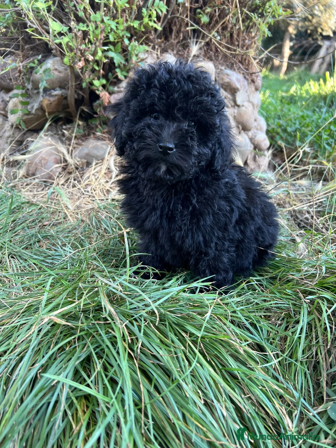 Caniche Toy perros en venta: Caniche apricot y caniche negro disponibles  - Anuncio 5