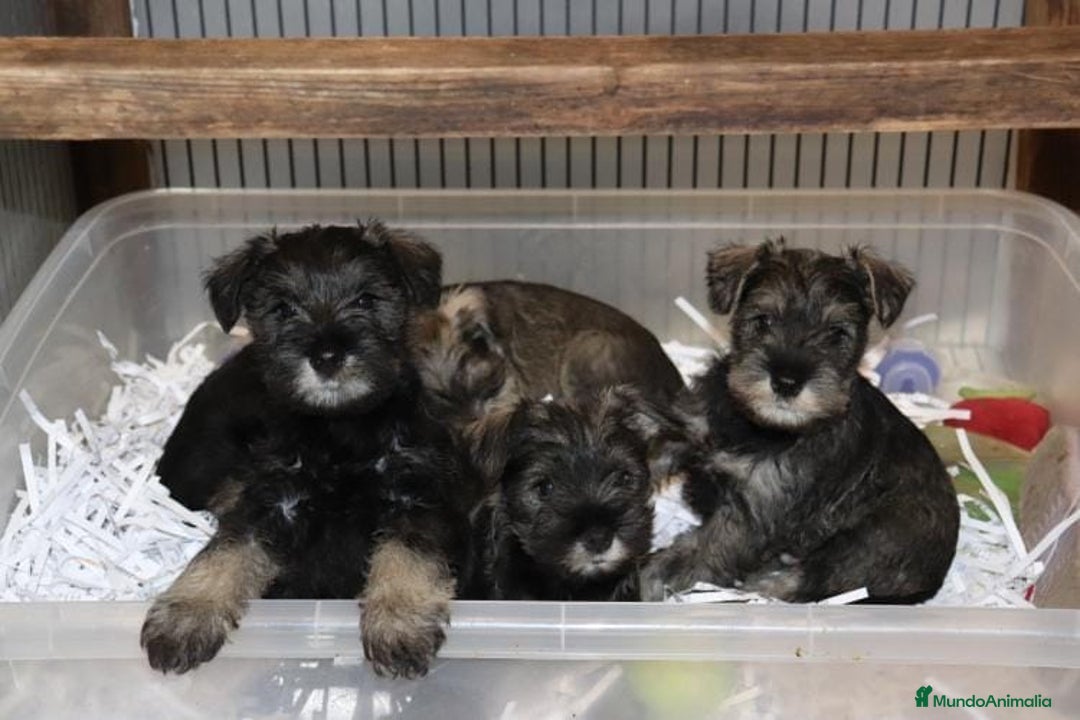 Schnauzer Miniatura perros en venta: Schnauzer miniatura sal y pimienta  - Anuncio 1