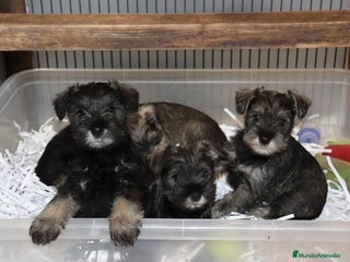 Schnauzer Miniatura perros Schnauzer miniatura sal y pimienta - Anuncio 1