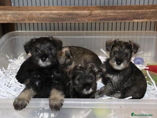 Schnauzer Miniatura perros Schnauzer miniatura sal y pimienta - Anuncio 1