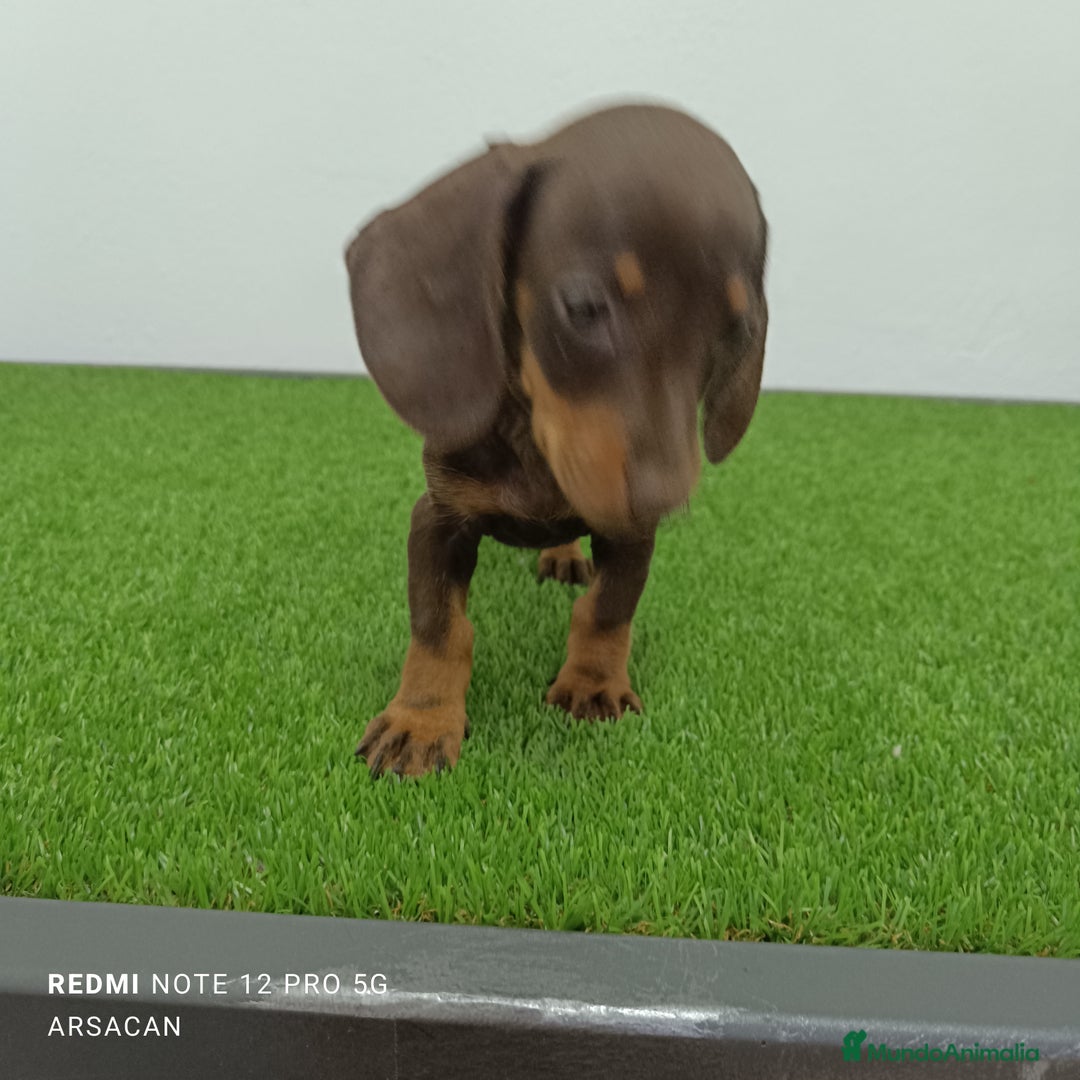 Teckel Miniatura perros en venta: Teckel chocolate mini - Imagen 2