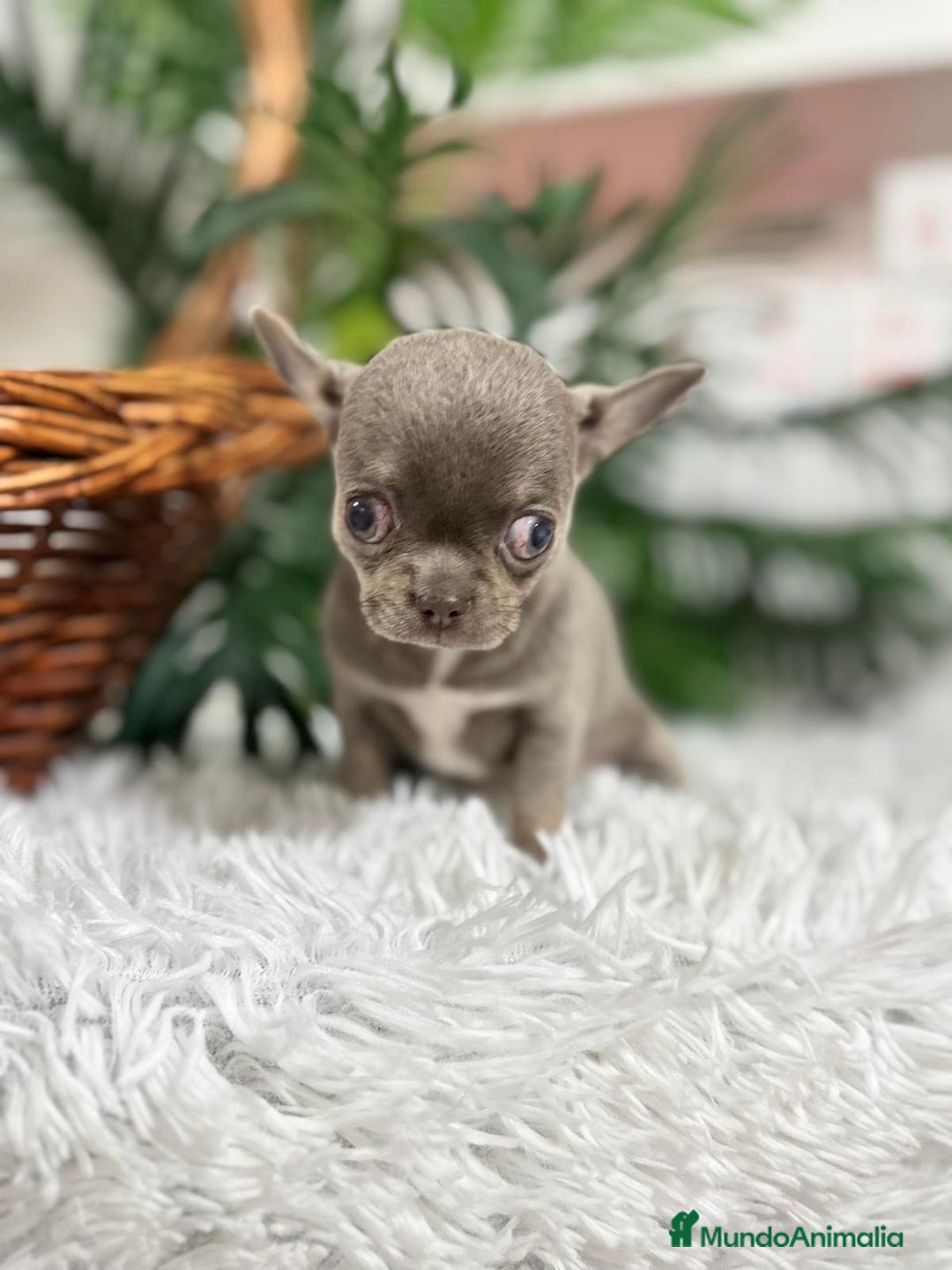 Chihuahua perros en venta: CHIHUAHUA HEMBRA LILAC AND TAN - Anuncio 7