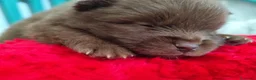 Raza Mixta perros en venta: Spitz pequeño ( pomerania) - Anuncio 2