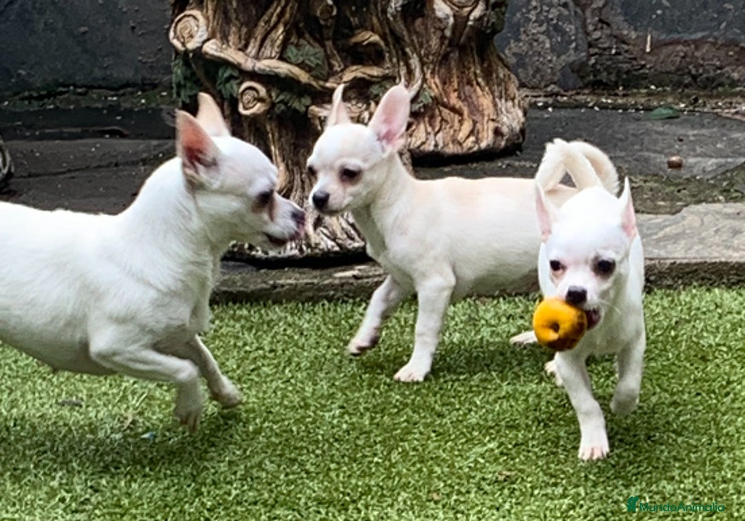 Chihuahua perros en venta: Cachorros chihuahua  - Anuncio 2