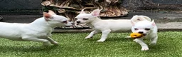Chihuahua perros en venta: Cachorros chihuahua  - Anuncio 4