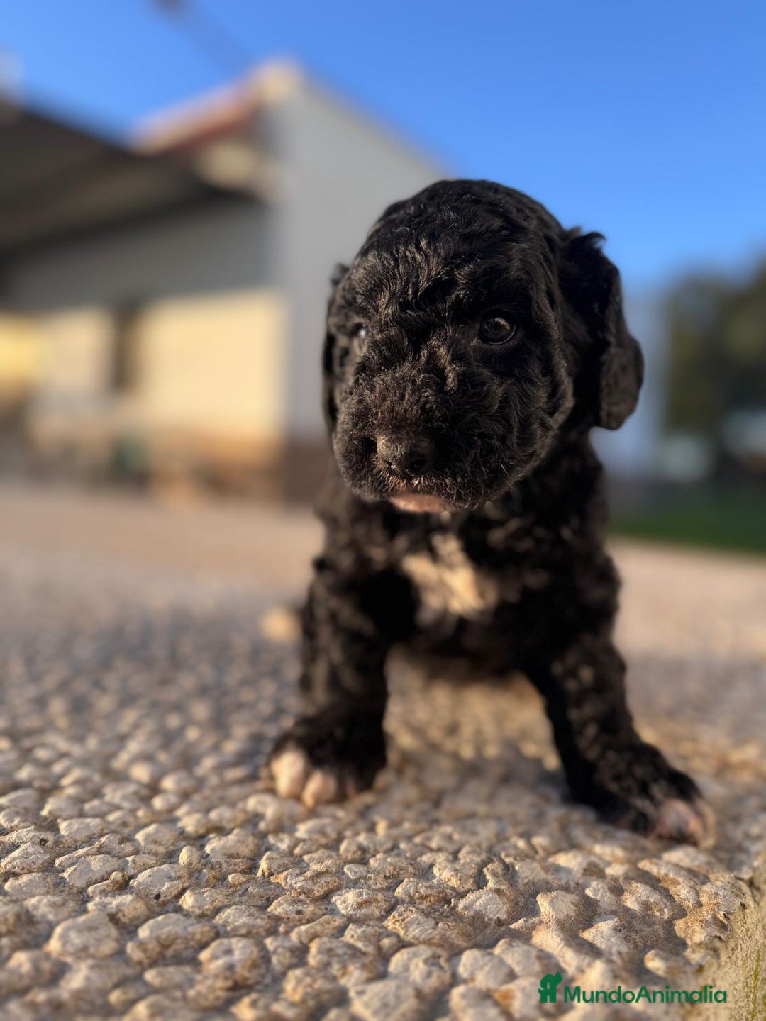 Perro de Agua Español perros en venta: PERRO DE AGUA HEMBRA RABONA - Anuncio 8