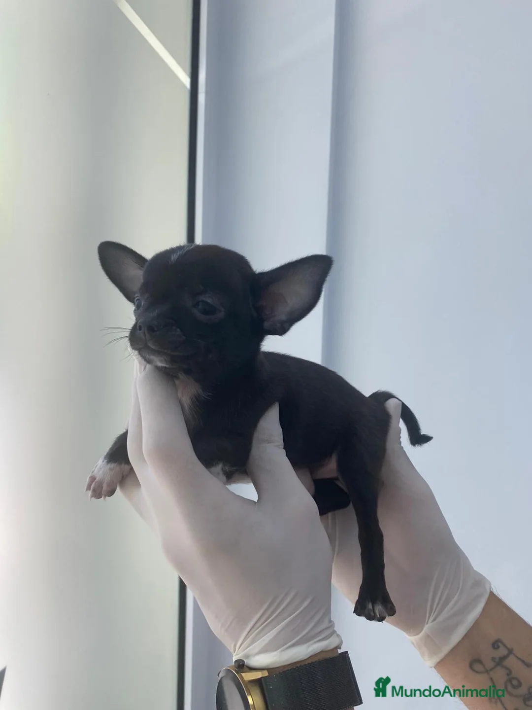 Chihuahua perros en venta: Chihuahua blue  - Anuncio 2