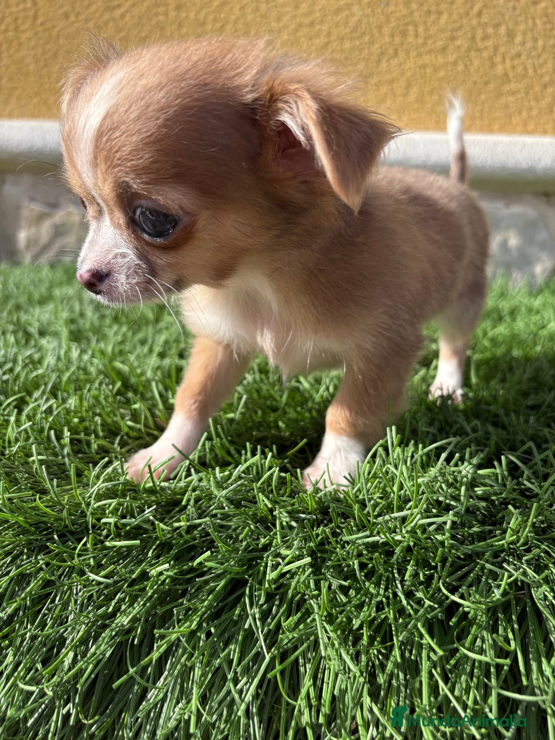 Chihuahua perros en venta: Chihuahua mini Toy pelo largo chocolate - Anuncio 35