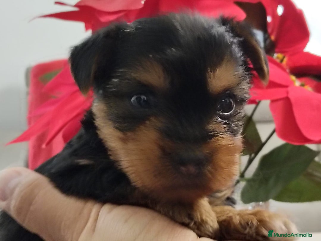 Yorkshire Terrier perros en venta: Ultimo yorkshire disponible  - Anuncio 2