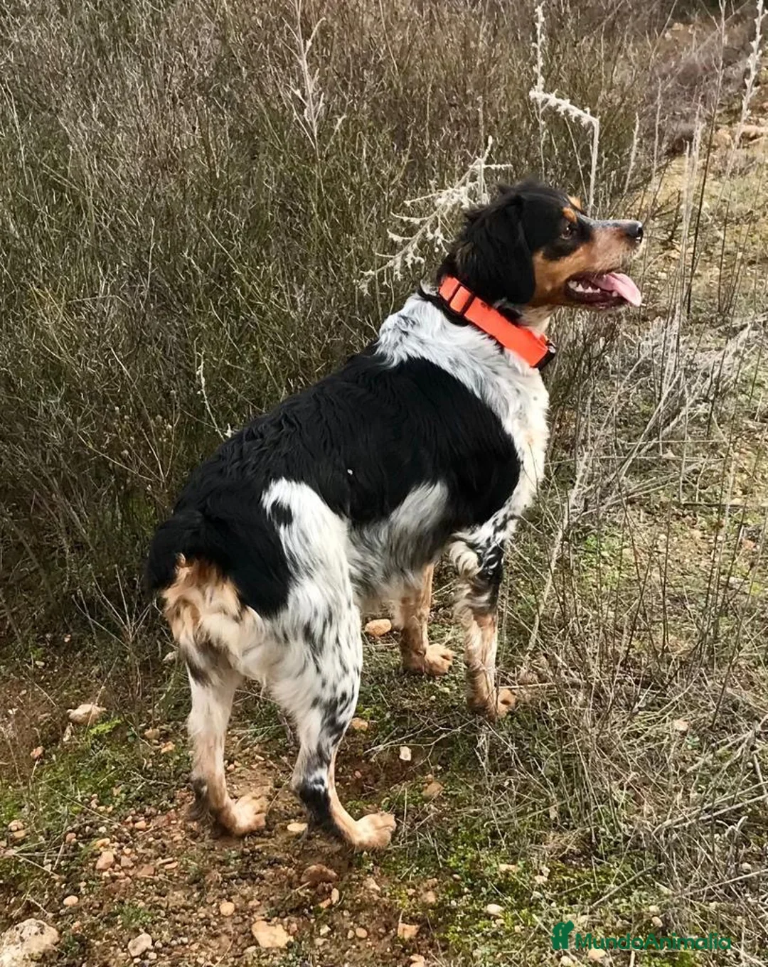 Épagneul Breton perros en venta: Epagneul bretón  - Anuncio 2