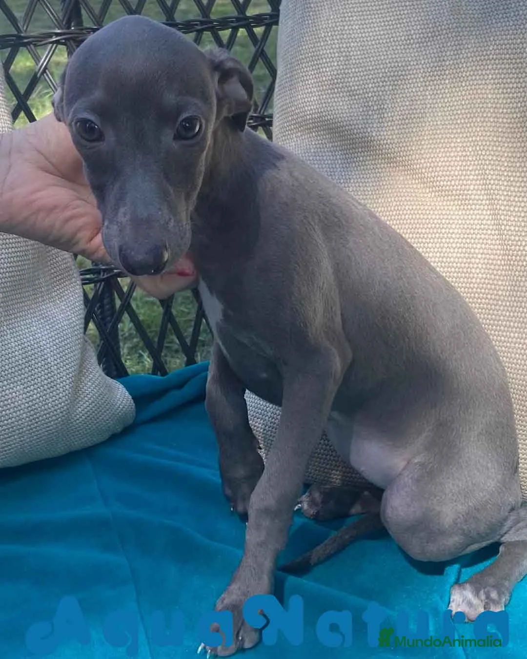 Pequeño Lebrel Italiano perros en venta: Lebrel Italiano Hembra 1976 AQUANATURA - Anuncio 7