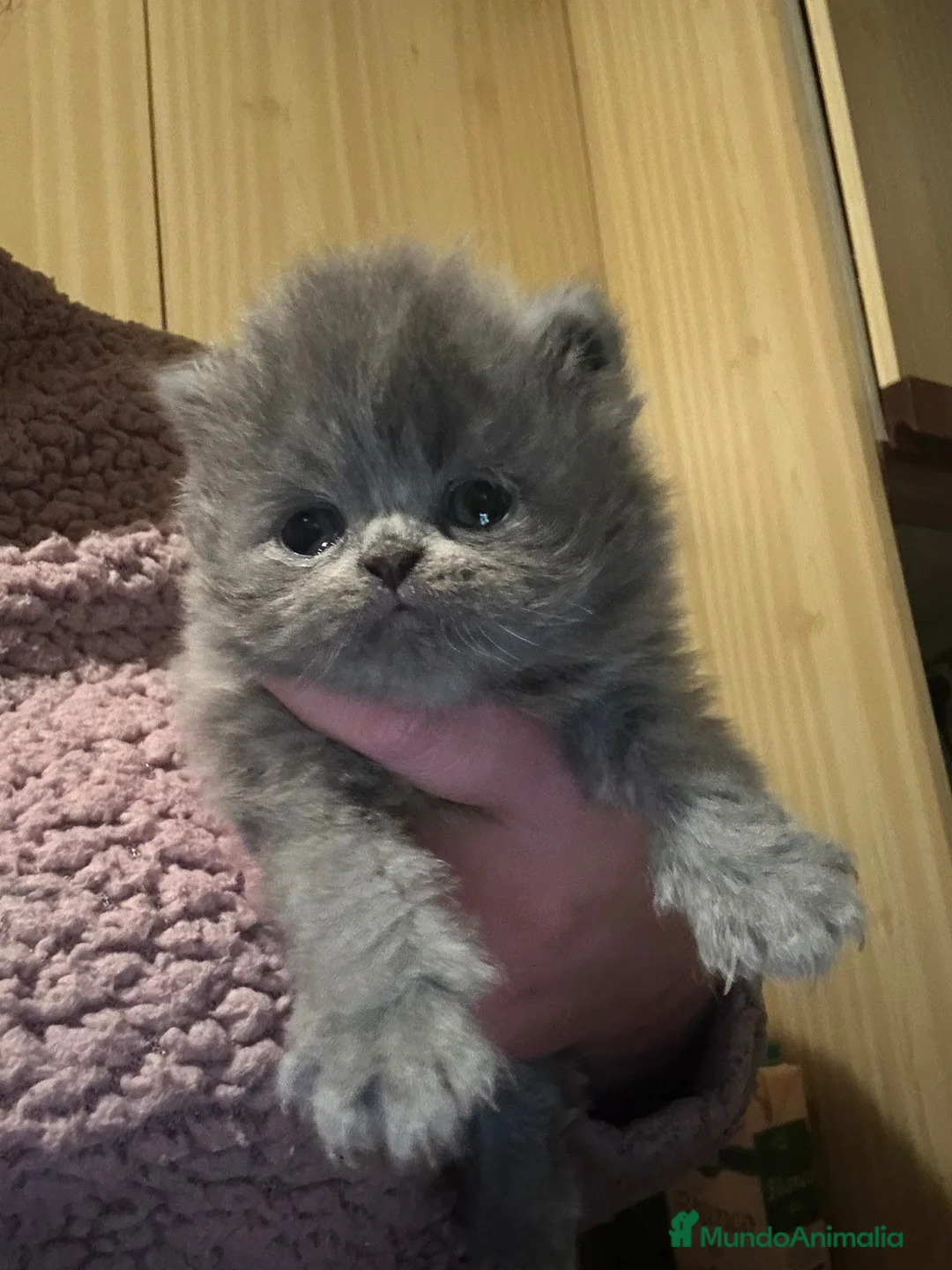 Persa gatos en venta: Gato persa - Anuncio 1