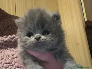 Persa gatos Gato persa - Anuncio 4