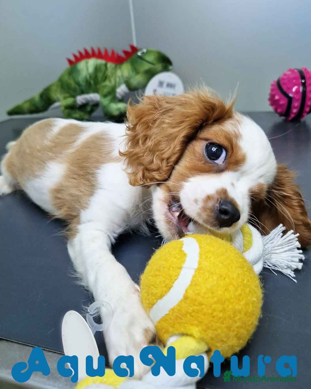 Cavalier King Charles Spaniel perros en venta: Cavalier Macho 0079 AQUANATURA  - Imagen 7