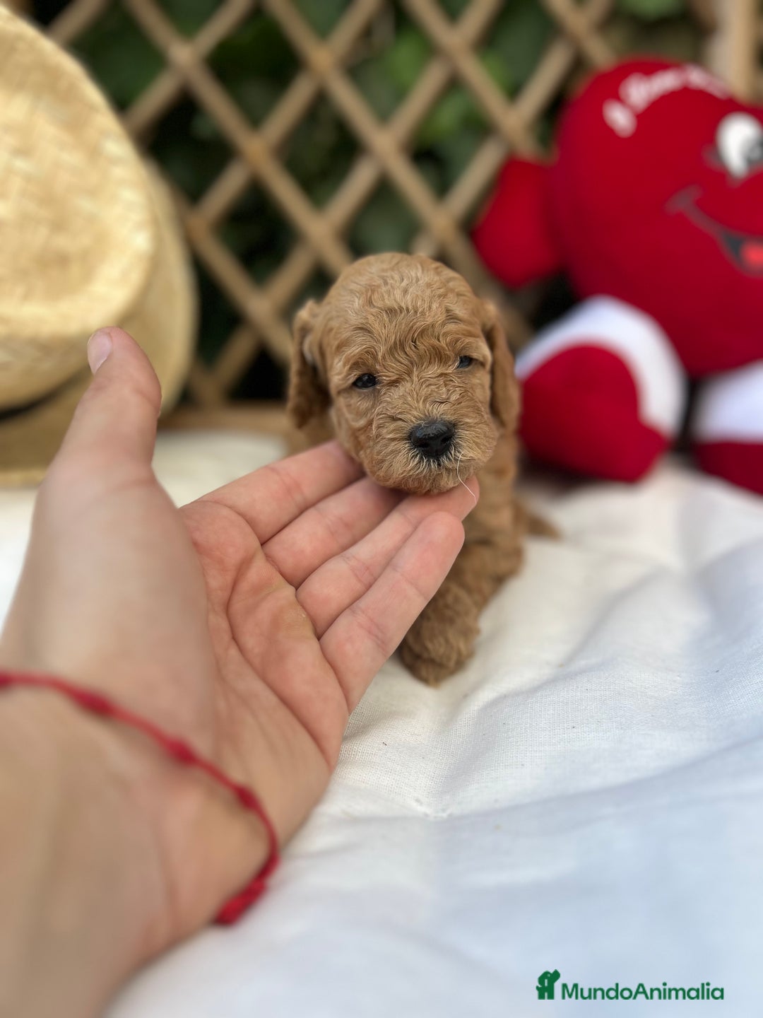 Raza Mixta perros en venta: caniche apricot  - Imagen 9
