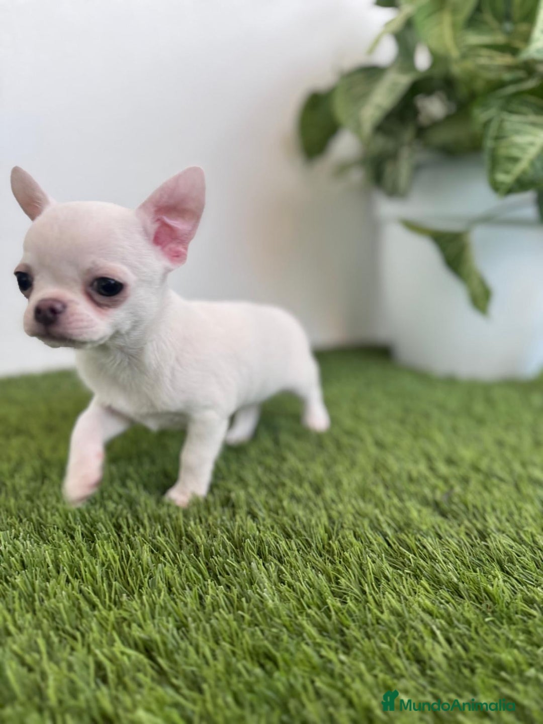 Chihuahua perros en venta: CHIHUAHUA  - Imagen 9