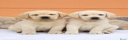 Labrador Retriever perros en venta: Labrador retriever linia inglés  - Anuncio 1