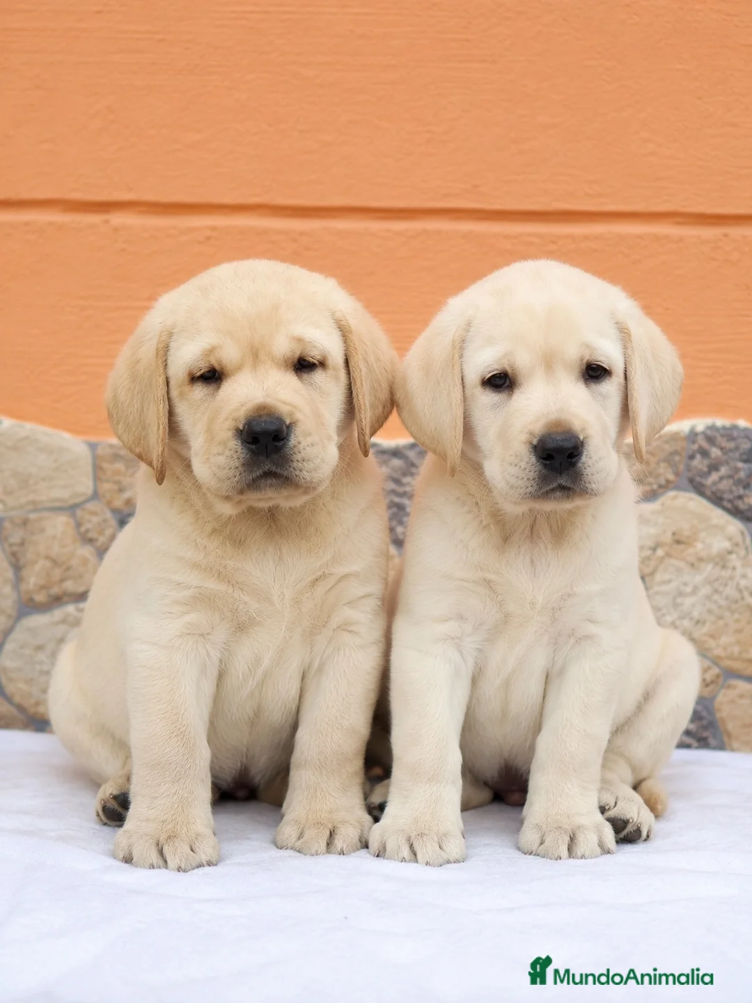 Labrador Retriever perros en venta: Labrador retriever linia inglés  - Anuncio 1