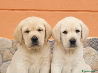 Labrador Retriever perros Labrador retriever dorados🐶🐾 - Anuncio 1