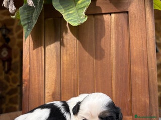 Raza Mixta perros Mal Shi - Anuncio 7