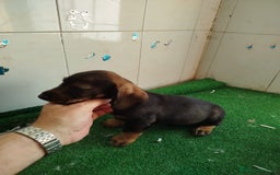Teckel perros en venta: Teckel cachorros - Imagen 2