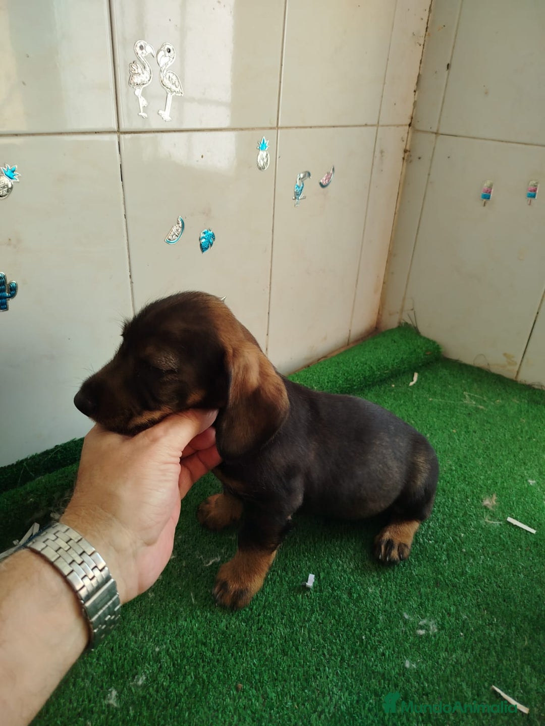 Teckel perros en venta: Teckel cachorros - Imagen 2
