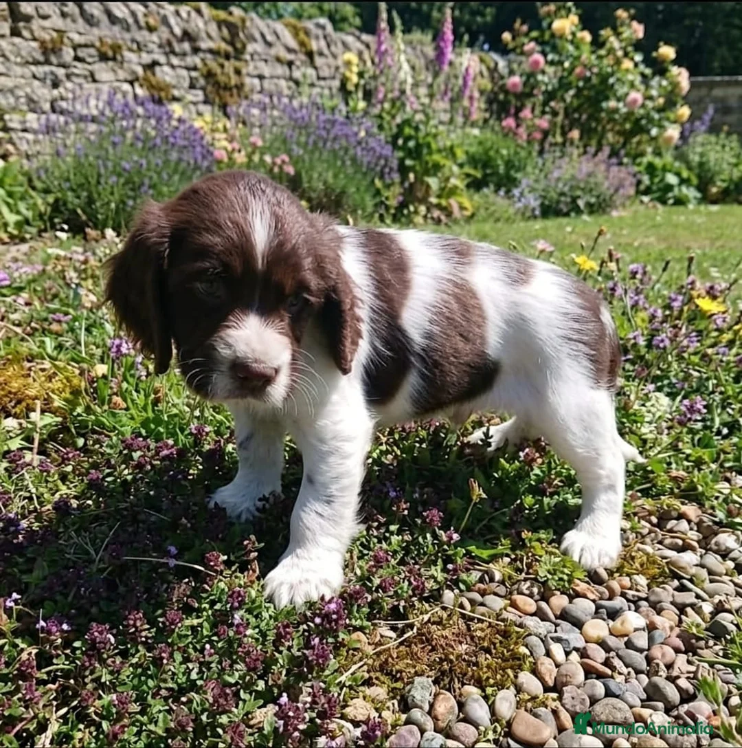 English Springer Spaniel perros en venta: Springer  - Anuncio 2