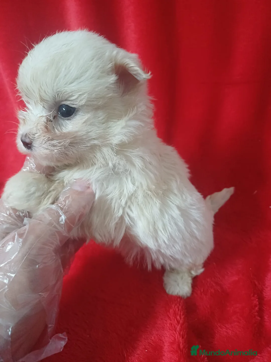 Bichón Maltés perros en venta: Bichon Maltés Americano  - Anuncio 2