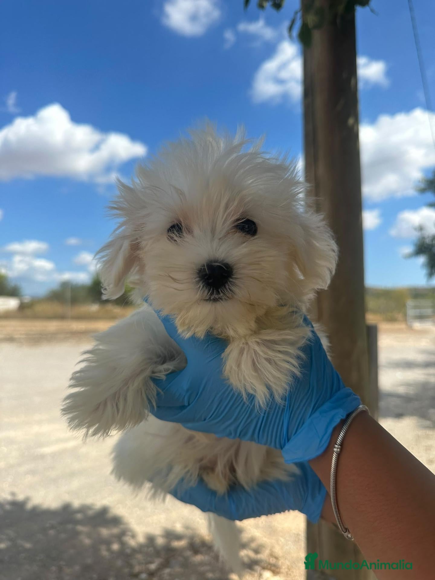 Bichón Habanero perros BICHÓN HABANERO - 💕 Hembra disponible - Anuncio 1