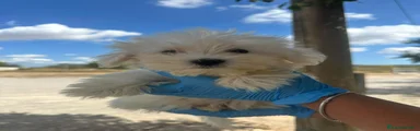 FINA