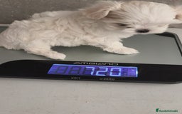 Bichón Maltés perros en venta: Macho y Hembra disponible!! - Imagen 7