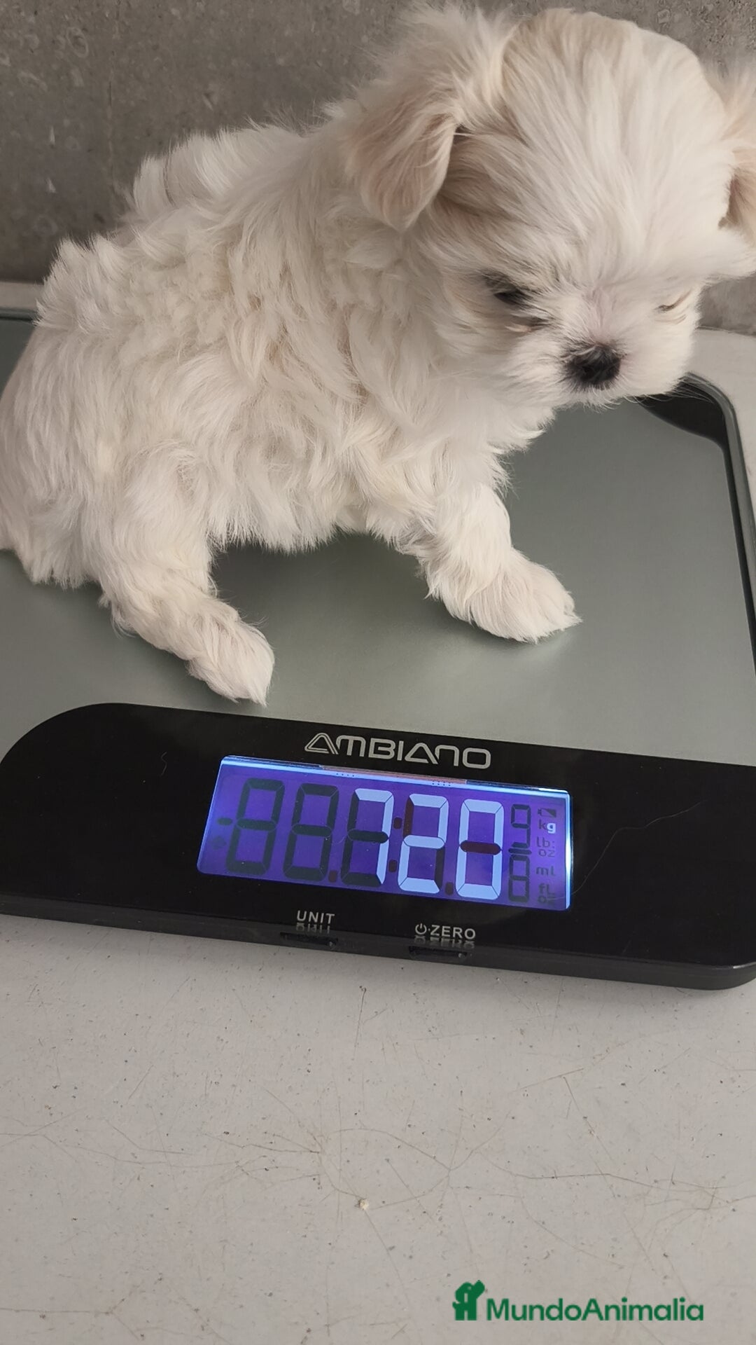 Bichón Maltés perros en venta: Macho y Hembra disponible!! - Imagen 7