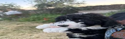 Perro de Agua Español perros en venta: PERROS DE AGUA ESPAÑOL - Anuncio 7