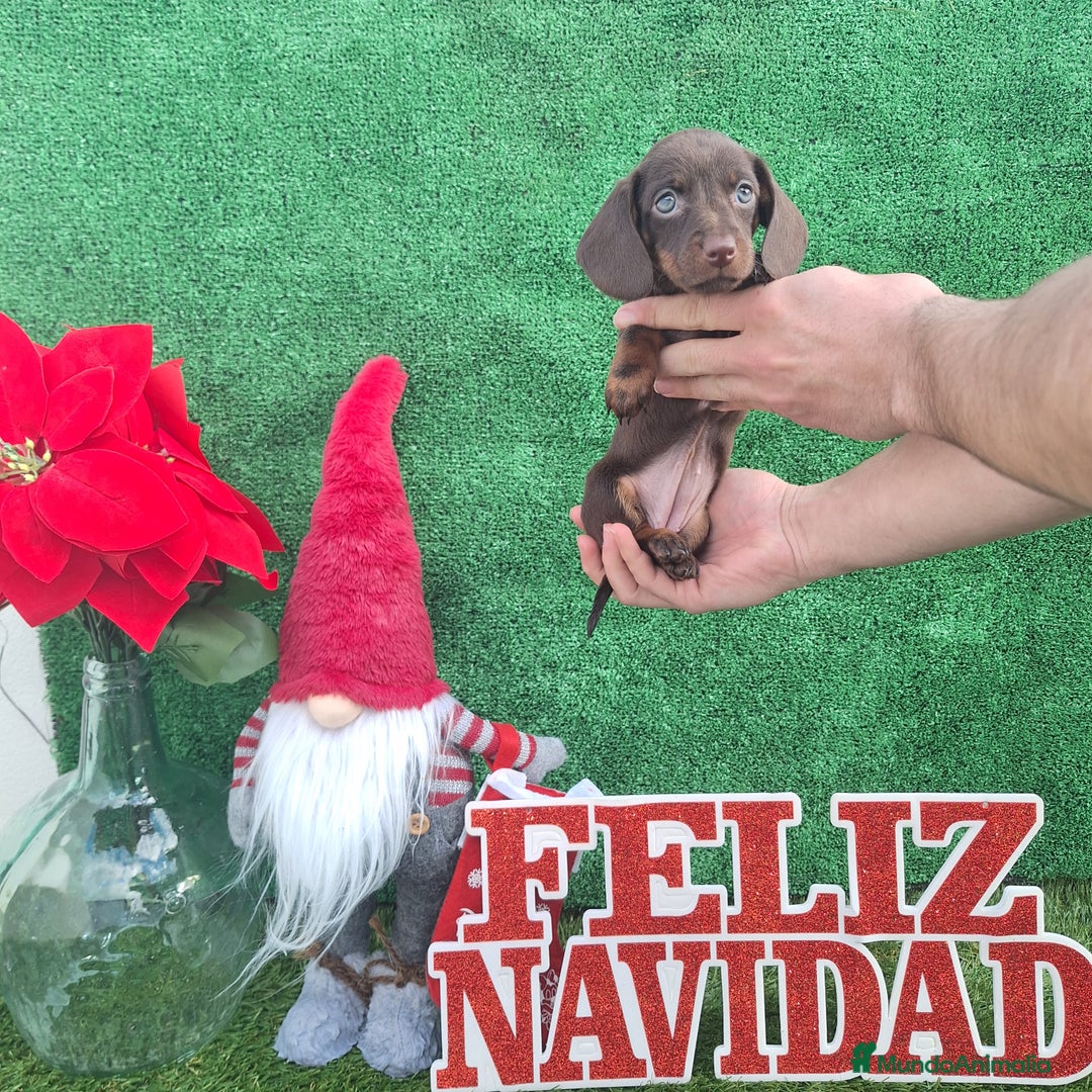 Teckel Miniatura perros en venta: TECKEL MINIATURA & KANINCHEN  - Anuncio 1