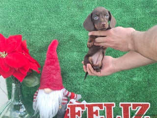 Teckel Miniatura perros TECKEL MINIATURA & KANINCHEN - Anuncio 1