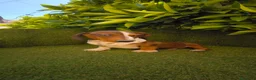 Teckel Miniatura perros en venta: teckel arlequin daple macho - Anuncio 6